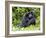 Male Silverback Mountain Gorilla Scratching Face, Volcanoes National Park, Rwanda, Africa-Eric Baccega-Framed Photographic Print