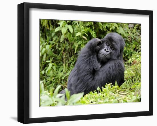 Male Silverback Mountain Gorilla Scratching Face, Volcanoes National Park, Rwanda, Africa-Eric Baccega-Framed Photographic Print