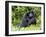 Male Silverback Mountain Gorilla Scratching Face, Volcanoes National Park, Rwanda, Africa-Eric Baccega-Framed Photographic Print