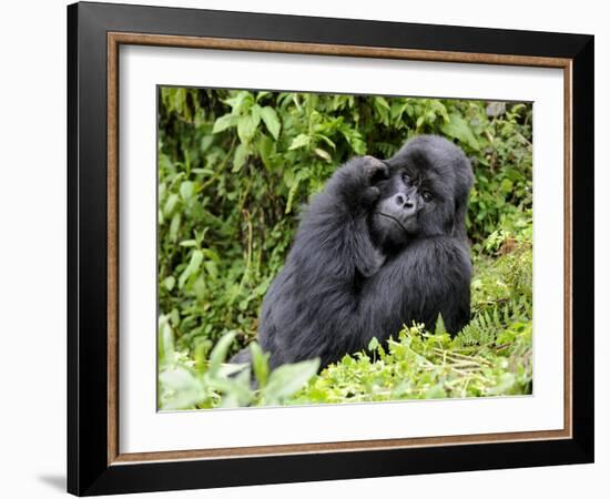 Male Silverback Mountain Gorilla Scratching Face, Volcanoes National Park, Rwanda, Africa-Eric Baccega-Framed Photographic Print