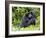 Male Silverback Mountain Gorilla Scratching Face, Volcanoes National Park, Rwanda, Africa-Eric Baccega-Framed Photographic Print