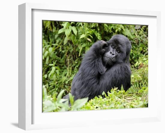 Male Silverback Mountain Gorilla Scratching Face, Volcanoes National Park, Rwanda, Africa-Eric Baccega-Framed Photographic Print