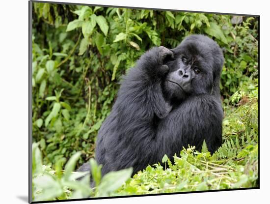 Male Silverback Mountain Gorilla Scratching Face, Volcanoes National Park, Rwanda, Africa-Eric Baccega-Mounted Photographic Print