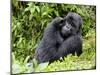 Male Silverback Mountain Gorilla Scratching Face, Volcanoes National Park, Rwanda, Africa-Eric Baccega-Mounted Photographic Print