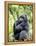 Male Silverback Mountain Gorilla Sitting, Volcanoes National Park, Rwanda, Africa-Eric Baccega-Framed Premier Image Canvas