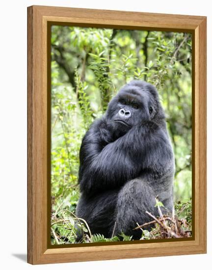 Male Silverback Mountain Gorilla Sitting, Volcanoes National Park, Rwanda, Africa-Eric Baccega-Framed Premier Image Canvas