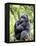 Male Silverback Mountain Gorilla Sitting, Volcanoes National Park, Rwanda, Africa-Eric Baccega-Framed Premier Image Canvas