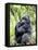 Male Silverback Mountain Gorilla Sitting, Volcanoes National Park, Rwanda, Africa-Eric Baccega-Framed Premier Image Canvas