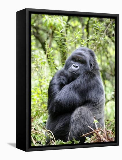 Male Silverback Mountain Gorilla Sitting, Volcanoes National Park, Rwanda, Africa-Eric Baccega-Framed Premier Image Canvas