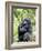 Male Silverback Mountain Gorilla Sitting, Volcanoes National Park, Rwanda, Africa-Eric Baccega-Framed Photographic Print