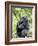 Male Silverback Mountain Gorilla Sitting, Volcanoes National Park, Rwanda, Africa-Eric Baccega-Framed Photographic Print