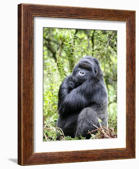 Male Silverback Mountain Gorilla Sitting, Volcanoes National Park, Rwanda, Africa-Eric Baccega-Framed Photographic Print