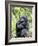 Male Silverback Mountain Gorilla Sitting, Volcanoes National Park, Rwanda, Africa-Eric Baccega-Framed Photographic Print