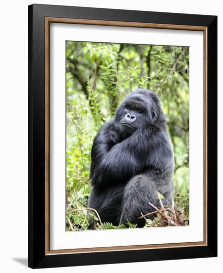 Male Silverback Mountain Gorilla Sitting, Volcanoes National Park, Rwanda, Africa-Eric Baccega-Framed Photographic Print