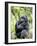 Male Silverback Mountain Gorilla Sitting, Volcanoes National Park, Rwanda, Africa-Eric Baccega-Framed Photographic Print