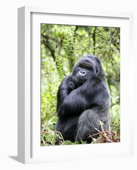 Male Silverback Mountain Gorilla Sitting, Volcanoes National Park, Rwanda, Africa-Eric Baccega-Framed Photographic Print