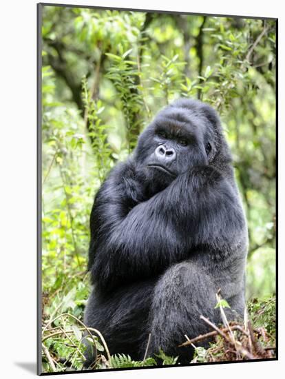 Male Silverback Mountain Gorilla Sitting, Volcanoes National Park, Rwanda, Africa-Eric Baccega-Mounted Photographic Print