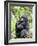 Male Silverback Mountain Gorilla Sitting, Volcanoes National Park, Rwanda, Africa-Eric Baccega-Framed Photographic Print