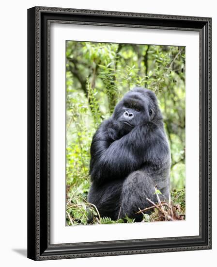 Male Silverback Mountain Gorilla Sitting, Volcanoes National Park, Rwanda, Africa-Eric Baccega-Framed Photographic Print