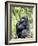 Male Silverback Mountain Gorilla Sitting, Volcanoes National Park, Rwanda, Africa-Eric Baccega-Framed Photographic Print