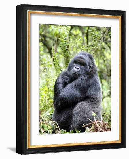 Male Silverback Mountain Gorilla Sitting, Volcanoes National Park, Rwanda, Africa-Eric Baccega-Framed Photographic Print