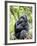 Male Silverback Mountain Gorilla Sitting, Volcanoes National Park, Rwanda, Africa-Eric Baccega-Framed Photographic Print