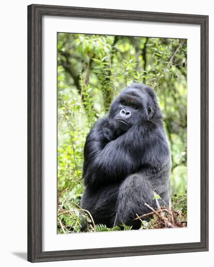 Male Silverback Mountain Gorilla Sitting, Volcanoes National Park, Rwanda, Africa-Eric Baccega-Framed Photographic Print