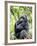 Male Silverback Mountain Gorilla Sitting, Volcanoes National Park, Rwanda, Africa-Eric Baccega-Framed Photographic Print