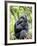 Male Silverback Mountain Gorilla Sitting, Volcanoes National Park, Rwanda, Africa-Eric Baccega-Framed Photographic Print