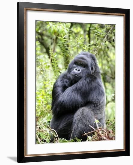 Male Silverback Mountain Gorilla Sitting, Volcanoes National Park, Rwanda, Africa-Eric Baccega-Framed Photographic Print