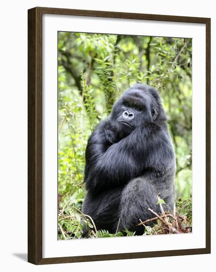 Male Silverback Mountain Gorilla Sitting, Volcanoes National Park, Rwanda, Africa-Eric Baccega-Framed Photographic Print