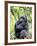 Male Silverback Mountain Gorilla Sitting, Volcanoes National Park, Rwanda, Africa-Eric Baccega-Framed Photographic Print