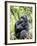 Male Silverback Mountain Gorilla Sitting, Volcanoes National Park, Rwanda, Africa-Eric Baccega-Framed Photographic Print