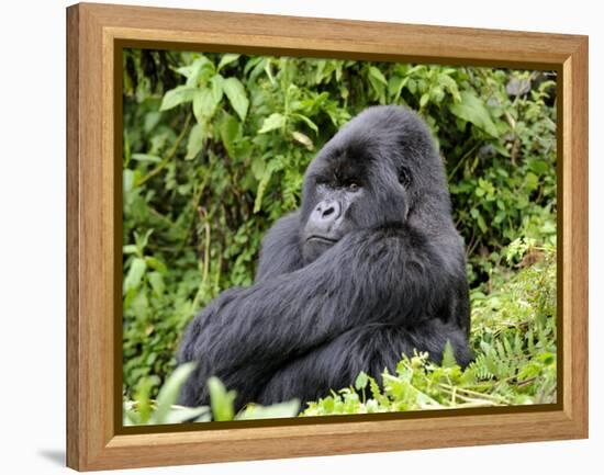 Male Silverback Mountain Gorilla Sitting, Watching, Volcanoes National Park, Rwanda, Africa-Eric Baccega-Framed Premier Image Canvas