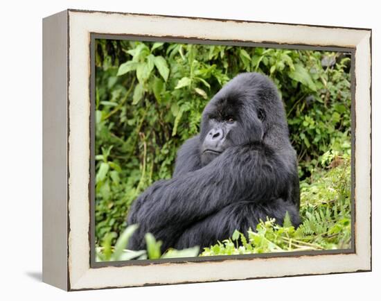 Male Silverback Mountain Gorilla Sitting, Watching, Volcanoes National Park, Rwanda, Africa-Eric Baccega-Framed Premier Image Canvas