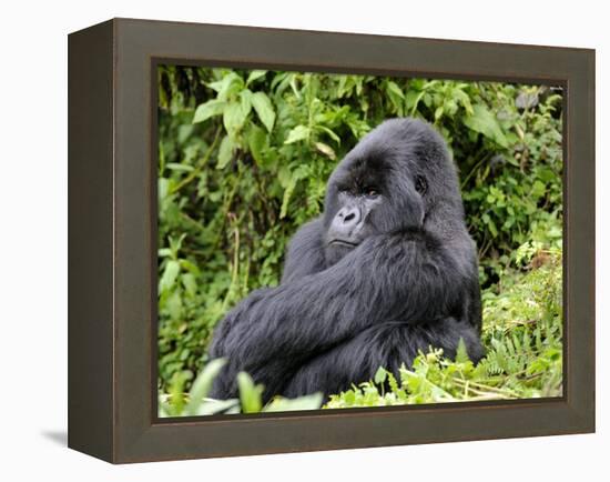 Male Silverback Mountain Gorilla Sitting, Watching, Volcanoes National Park, Rwanda, Africa-Eric Baccega-Framed Premier Image Canvas