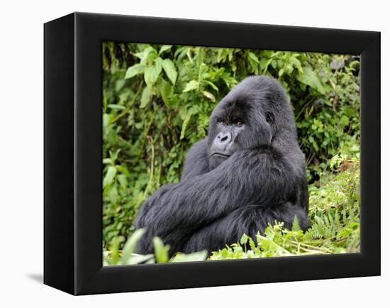 Male Silverback Mountain Gorilla Sitting, Watching, Volcanoes National Park, Rwanda, Africa-Eric Baccega-Framed Premier Image Canvas