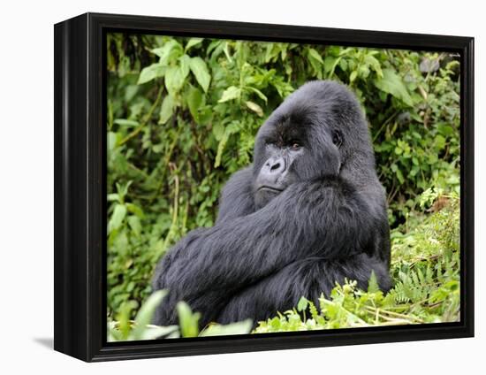 Male Silverback Mountain Gorilla Sitting, Watching, Volcanoes National Park, Rwanda, Africa-Eric Baccega-Framed Premier Image Canvas