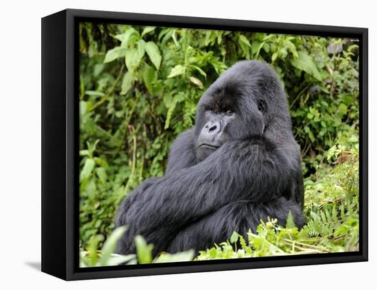 Male Silverback Mountain Gorilla Sitting, Watching, Volcanoes National Park, Rwanda, Africa-Eric Baccega-Framed Premier Image Canvas