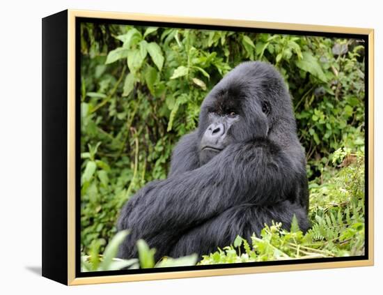 Male Silverback Mountain Gorilla Sitting, Watching, Volcanoes National Park, Rwanda, Africa-Eric Baccega-Framed Premier Image Canvas