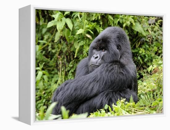 Male Silverback Mountain Gorilla Sitting, Watching, Volcanoes National Park, Rwanda, Africa-Eric Baccega-Framed Premier Image Canvas