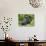 Male Silverback Mountain Gorilla Sitting, Watching, Volcanoes National Park, Rwanda, Africa-Eric Baccega-Photographic Print displayed on a wall