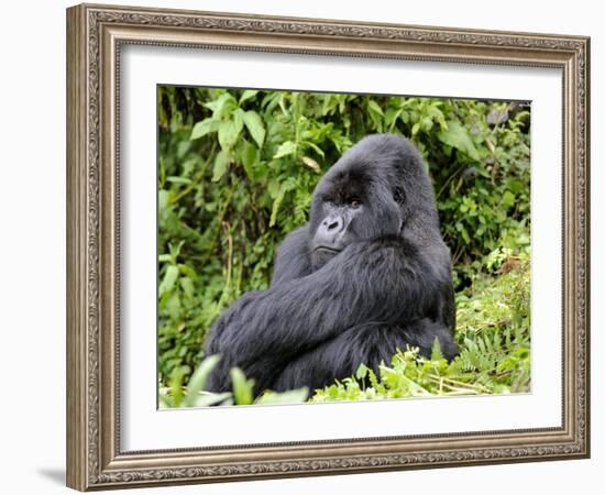 Male Silverback Mountain Gorilla Sitting, Watching, Volcanoes National Park, Rwanda, Africa-Eric Baccega-Framed Photographic Print