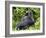 Male Silverback Mountain Gorilla Sitting, Watching, Volcanoes National Park, Rwanda, Africa-Eric Baccega-Framed Photographic Print