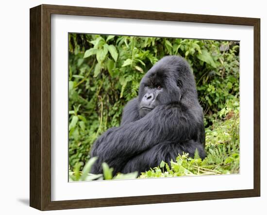 Male Silverback Mountain Gorilla Sitting, Watching, Volcanoes National Park, Rwanda, Africa-Eric Baccega-Framed Photographic Print