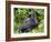 Male Silverback Mountain Gorilla Sitting, Watching, Volcanoes National Park, Rwanda, Africa-Eric Baccega-Framed Photographic Print