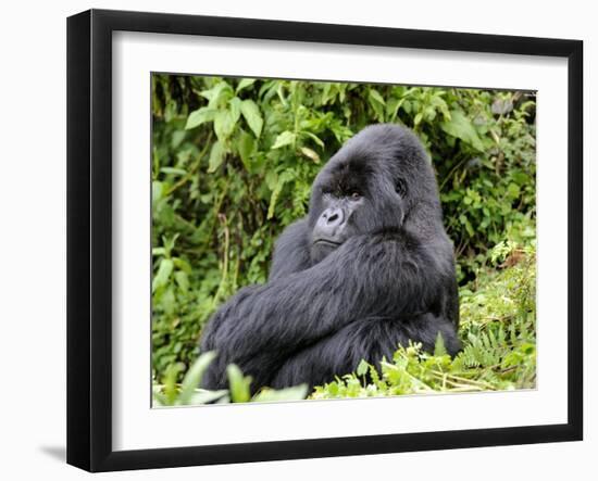 Male Silverback Mountain Gorilla Sitting, Watching, Volcanoes National Park, Rwanda, Africa-Eric Baccega-Framed Photographic Print