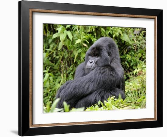 Male Silverback Mountain Gorilla Sitting, Watching, Volcanoes National Park, Rwanda, Africa-Eric Baccega-Framed Photographic Print