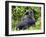 Male Silverback Mountain Gorilla Sitting, Watching, Volcanoes National Park, Rwanda, Africa-Eric Baccega-Framed Photographic Print