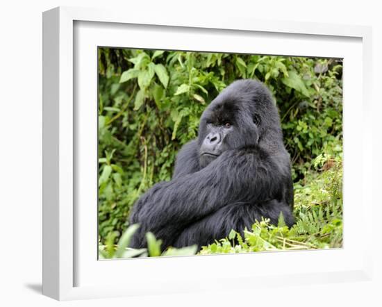 Male Silverback Mountain Gorilla Sitting, Watching, Volcanoes National Park, Rwanda, Africa-Eric Baccega-Framed Photographic Print